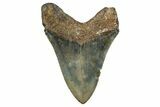 Serrated, Fossil Megalodon Tooth - North Carolina #344062-1